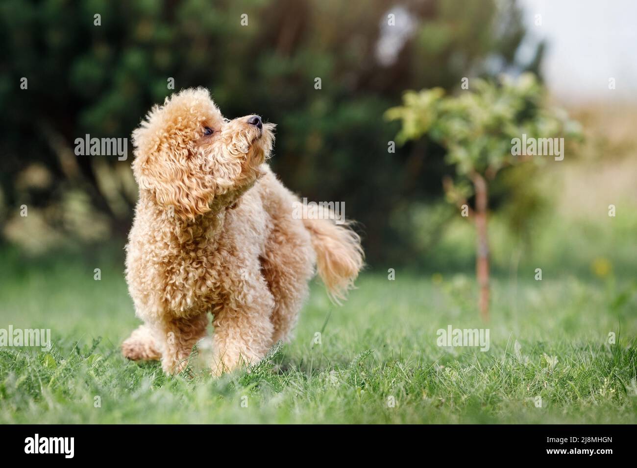 Brauner niedlicher Pudel-Welpe, der auf dem Gras läuft und aufschaut. Netter Hund und guter Freund. Stockfoto