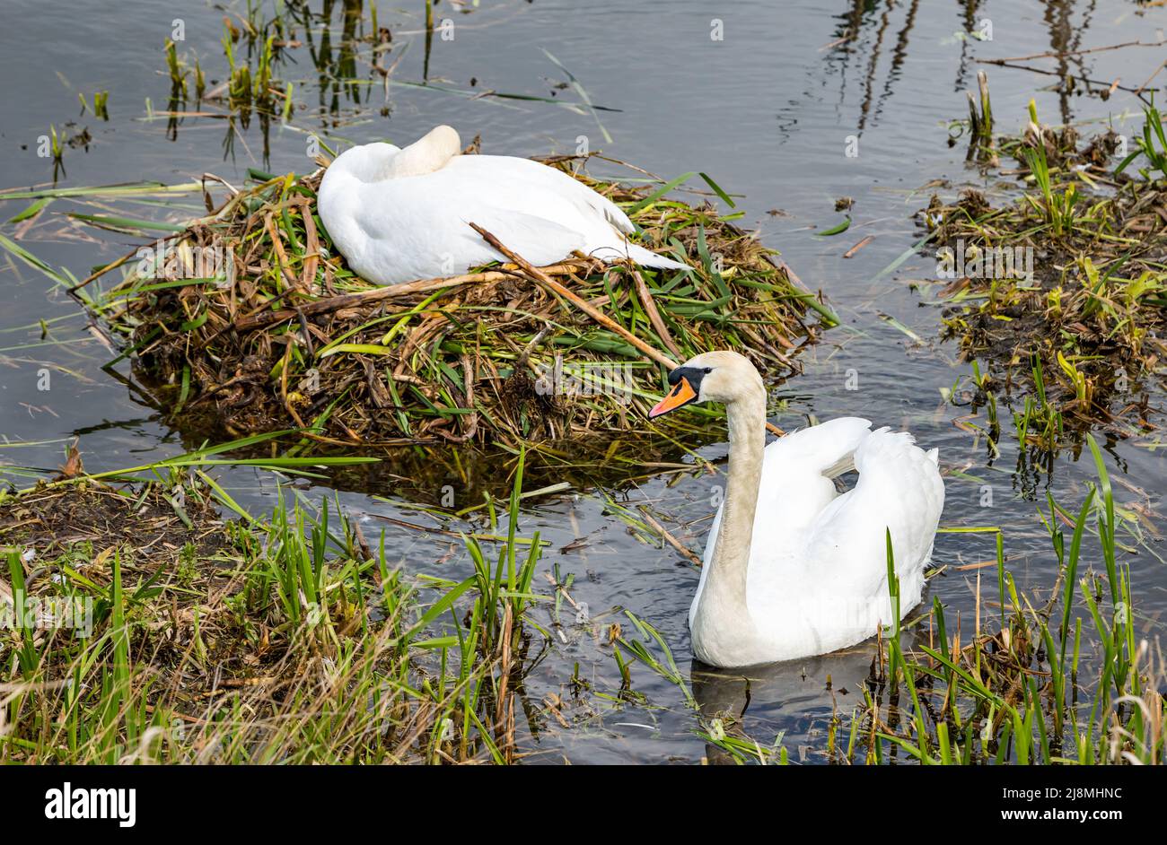 East Lothian, Schottland, Vereinigtes Königreich, 17.. Mai 2022. UK Wetter: Frühlingssonne. Ein Paar stumme Schwäne warten auf das Schlüpfen eines Geleges aus Eiern in einem Reservoir. Das Weibchen sitzt auf dem Nest, während das Männchen in der Nähe patrouilliert Stockfoto