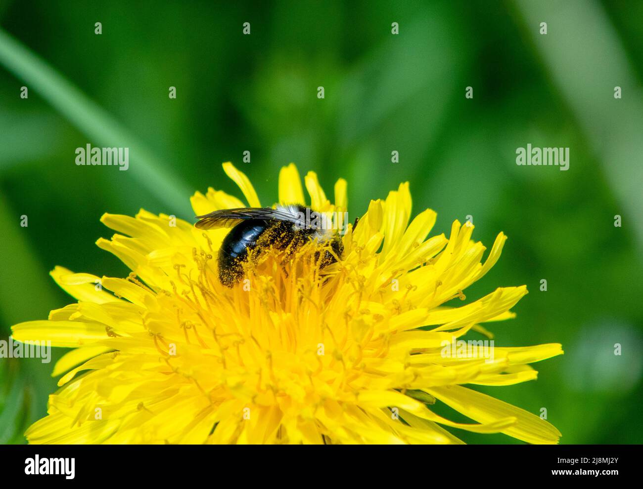 Aschige Bergbaubiene auf der Dandelionblüte Stockfoto