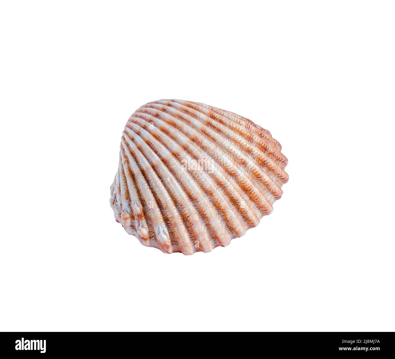 Seashell isoliert auf weißem Hintergrund. Nahaufnahme Stockfoto