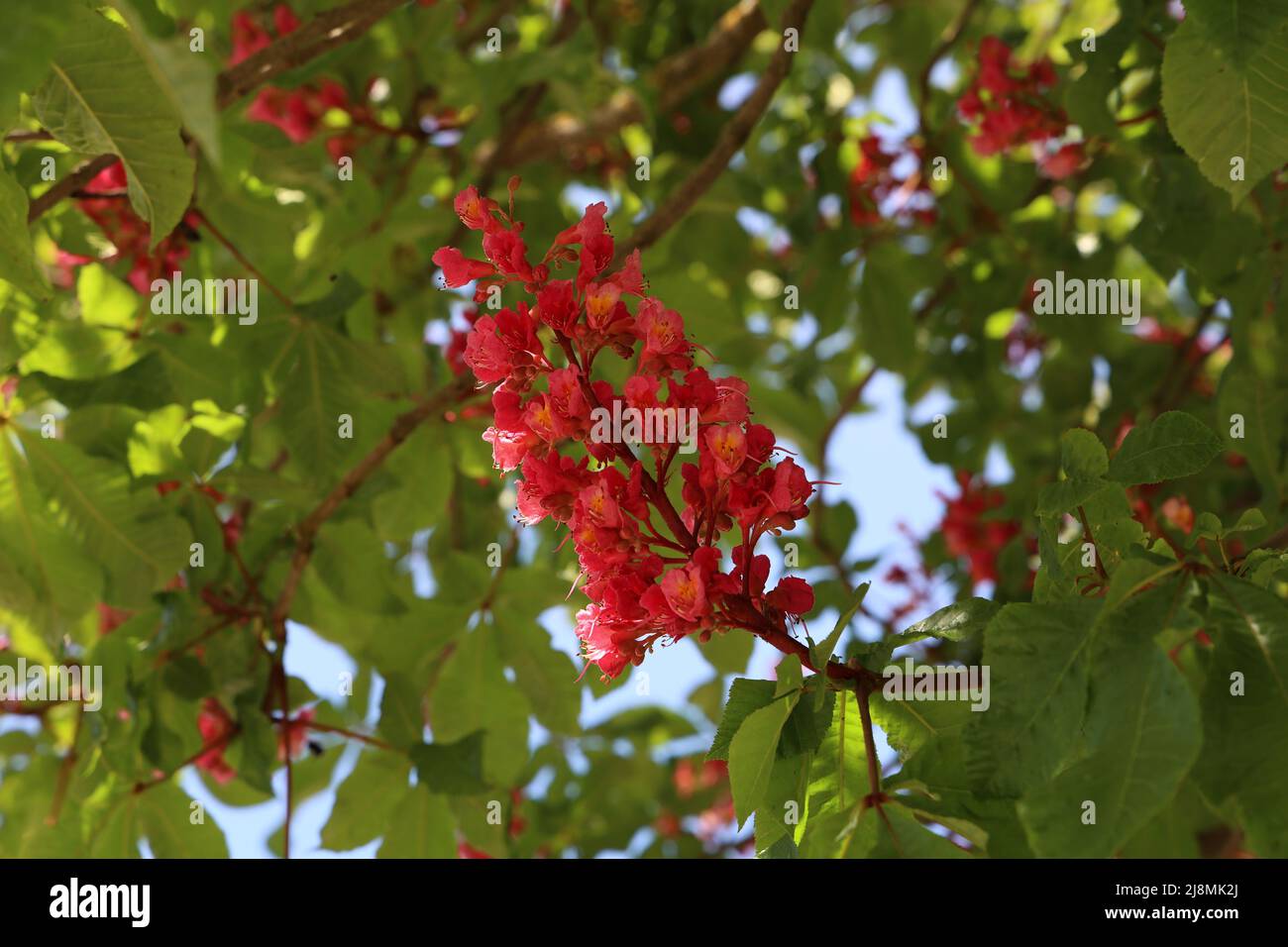 Rote Kastanie, Aesculus carnea, Hybrid Aesculus hippocastanum. Stockfoto