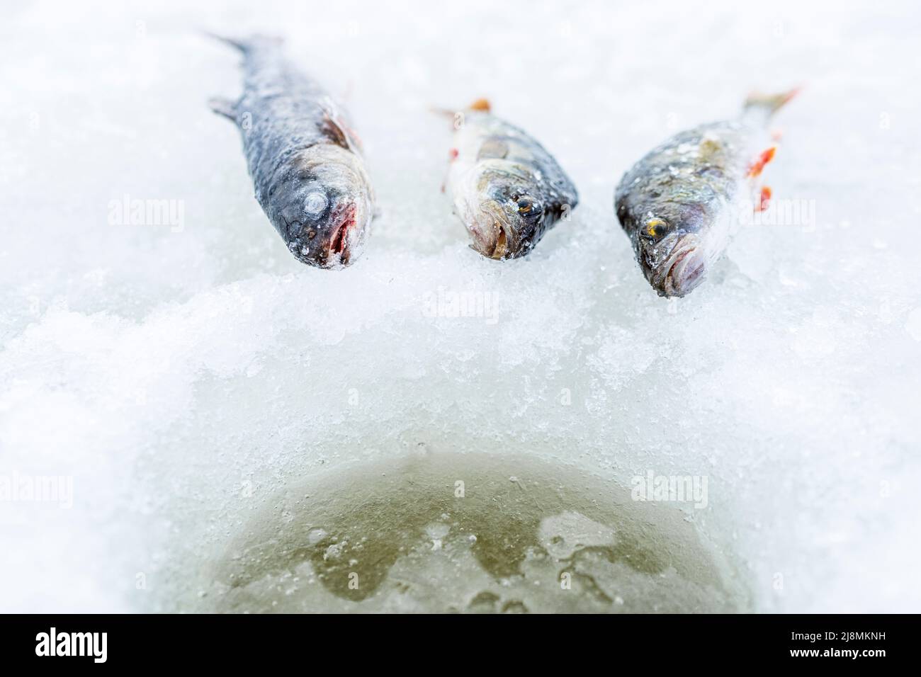 Nahaufnahme von Fischen, die gerade beim Eisfischen gefangen wurden, Lappland, Schweden Stockfoto