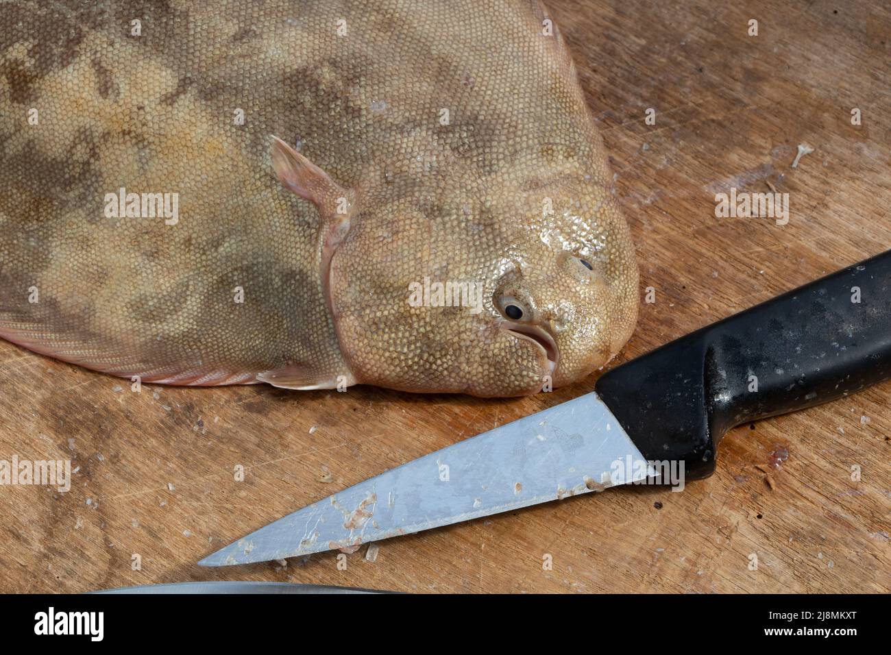 Gemeinsame Seezungenfischerei in der Bretagne und Messer Stockfoto