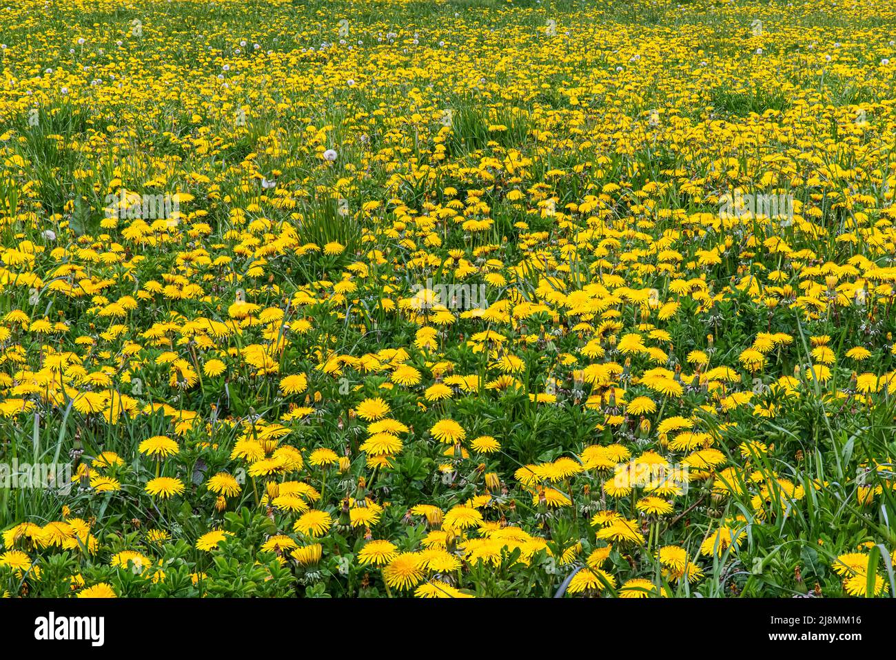 Feld voll von Nelkendelion Blüten Stockfoto