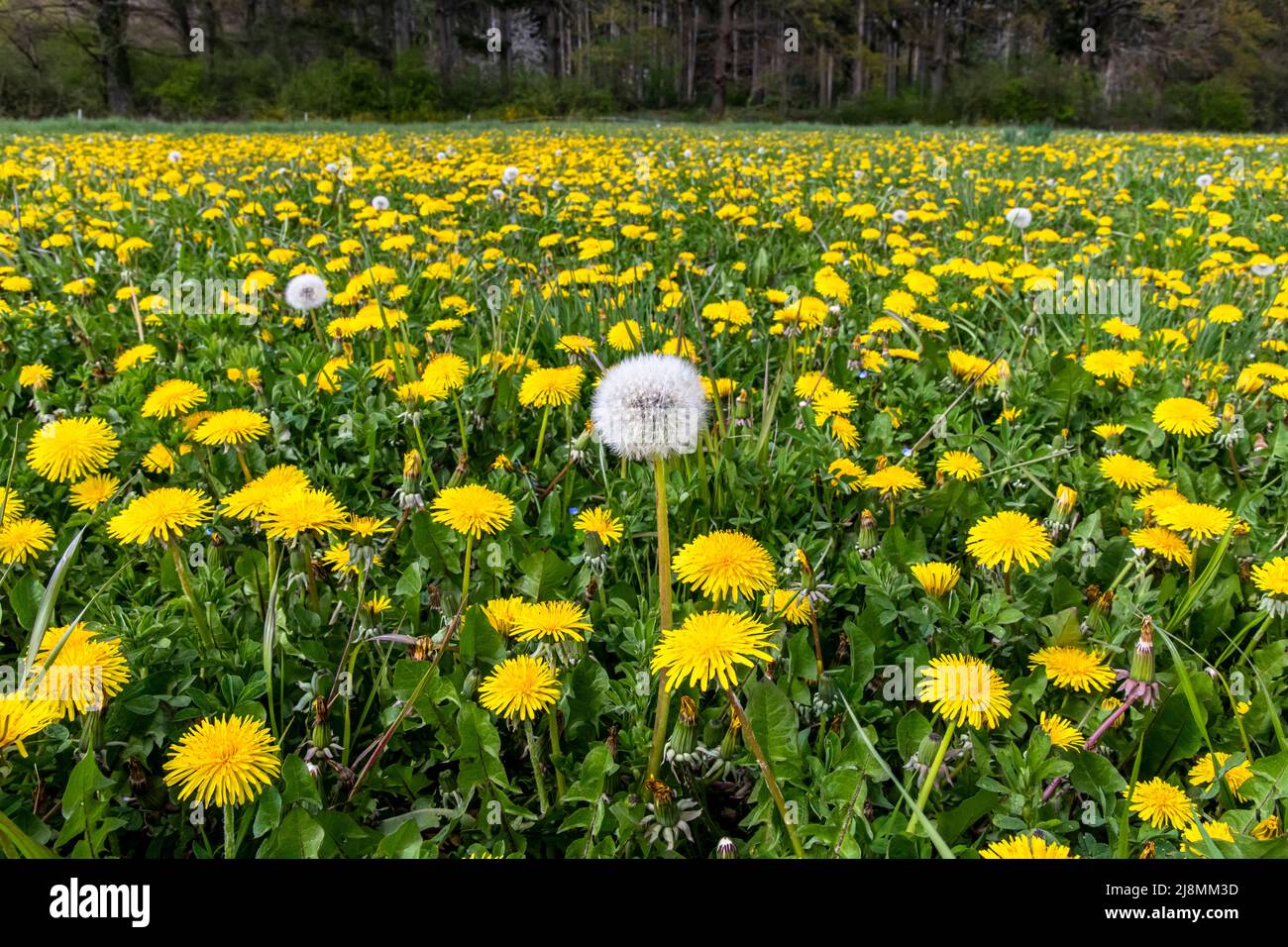 Feld voll von Nelkendelion Blüten Stockfoto