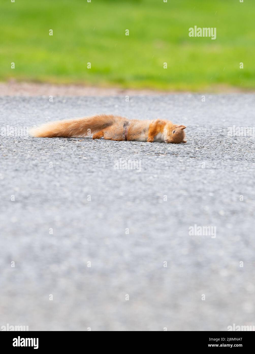 Red Squirrel tot auf der Straße - durch vorbeifahrende Autos getötet - Schottland, Großbritannien Stockfoto