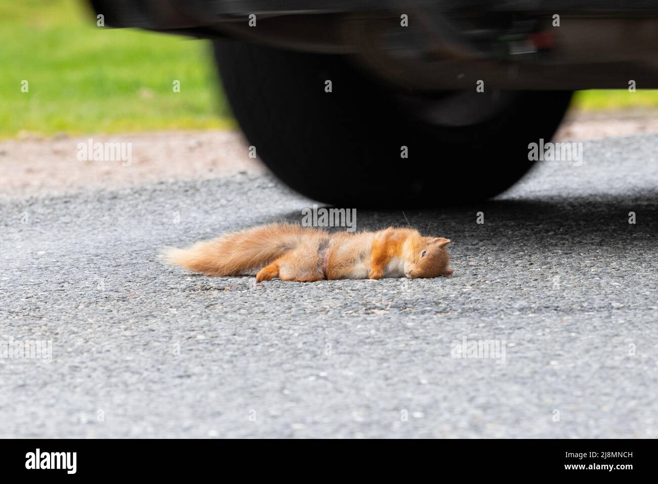 Red Squirrel tot auf der Straße - durch vorbeifahrende Autos getötet - Schottland, Großbritannien Stockfoto