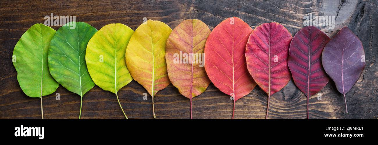 Auswahl an schönen und bunten Herbstblättern Stockfoto