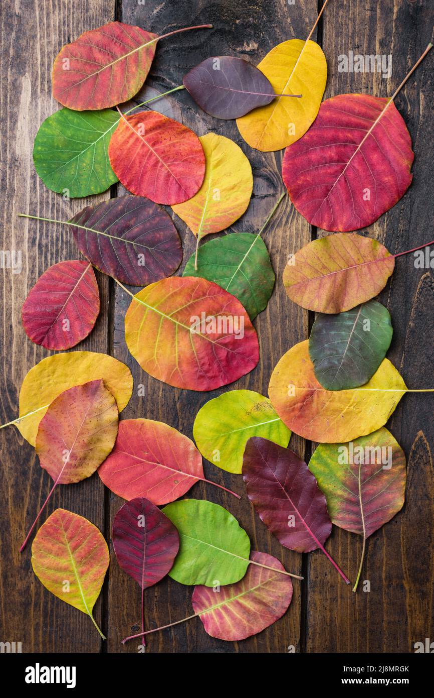 Auswahl an schönen und bunten Herbstblättern Stockfoto