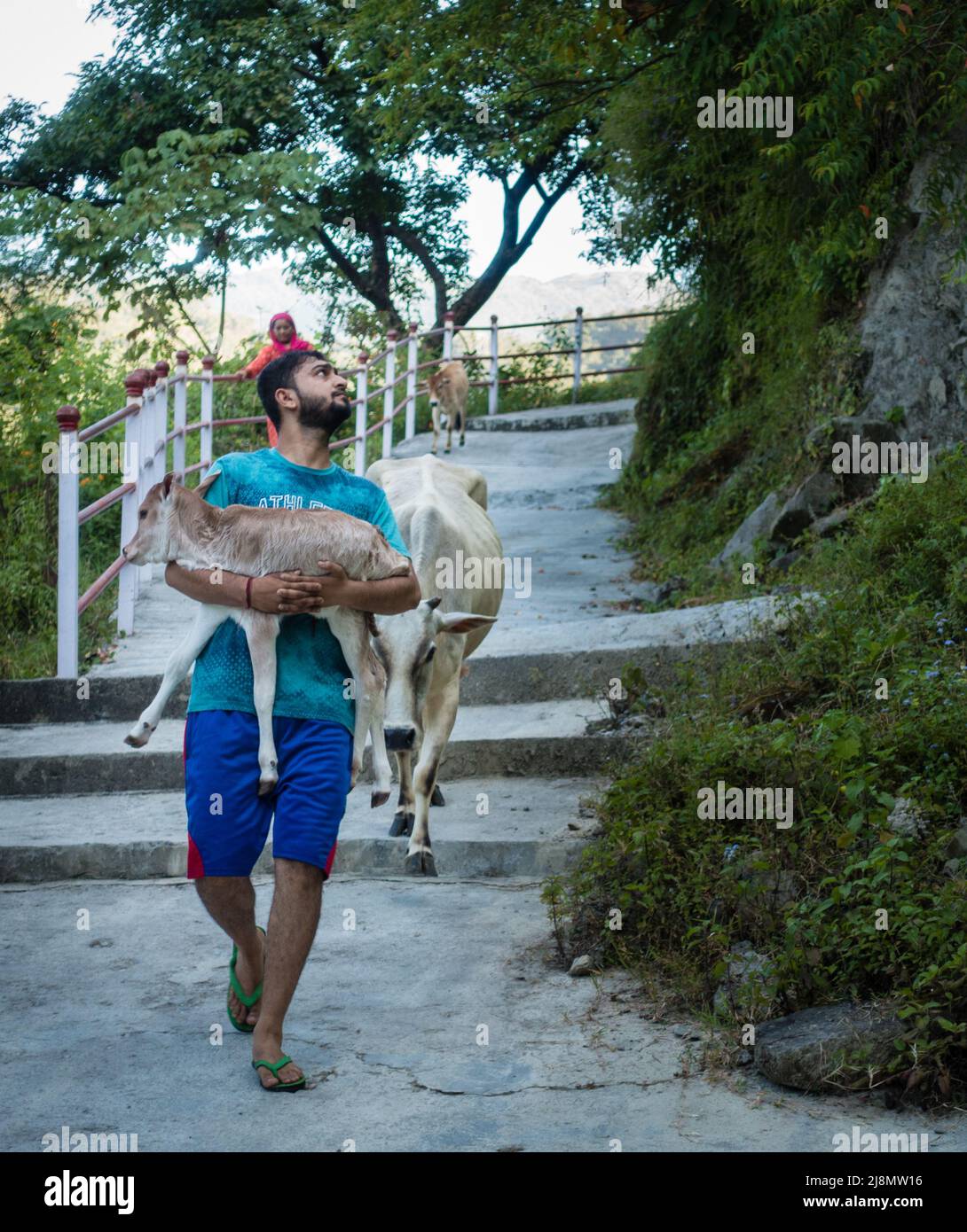 6.. oktober 2020. Uttarakhand, Indien. Ein Mann, der ein neugeborenes Kuhkalb trägt, das von seiner Mutter im ländlichen Indien verfolgt wird. Stockfoto