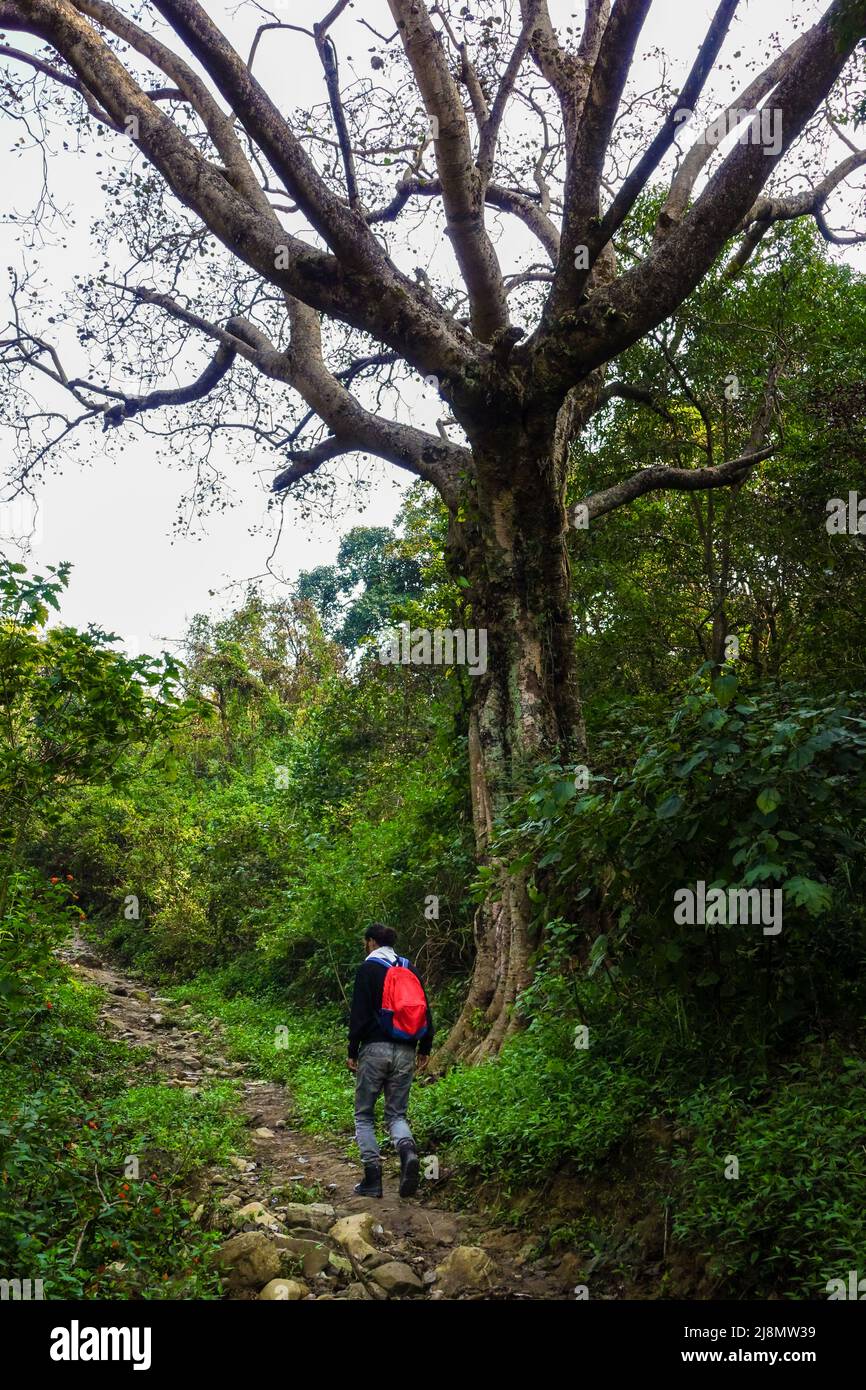 30.. dezember 2020. Dehradun, Uttarakhand, Indien. Ein großer Mann, der mit einem roten Rucksack neben einem Lagerbaum im unteren himalaya wandert. Stockfoto