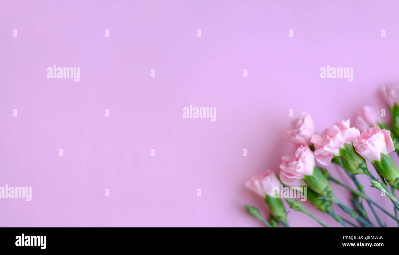 Blumenzusammensetzung. Rosa Blumen auf weichem rosa Hintergrund. Konzept Frühling, Sommer. Flach liegend, Draufsicht, Kopierbereich Stockfoto