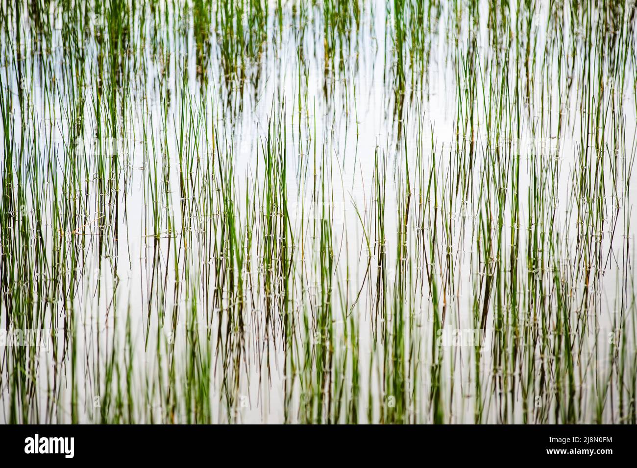 Gras und Teich aus der Nähe, Daisetsuzan National Park, Kamikawa, Hokkaidō, Japan, Asien Stockfoto