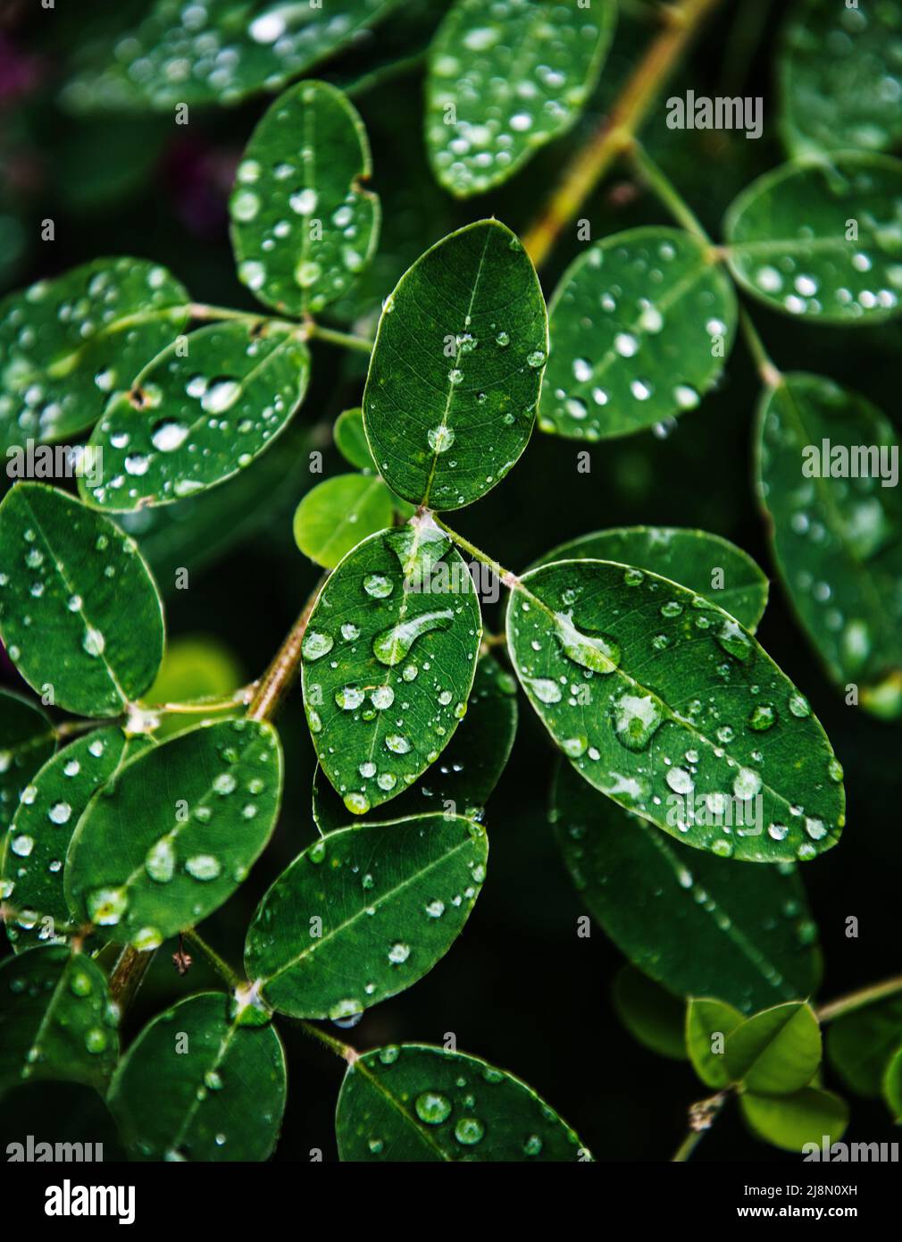 Wassertropfen auf grünen Blättern, , Kamikawa, Hokkaidō, Hokkaido, Japan, Asien Stockfoto