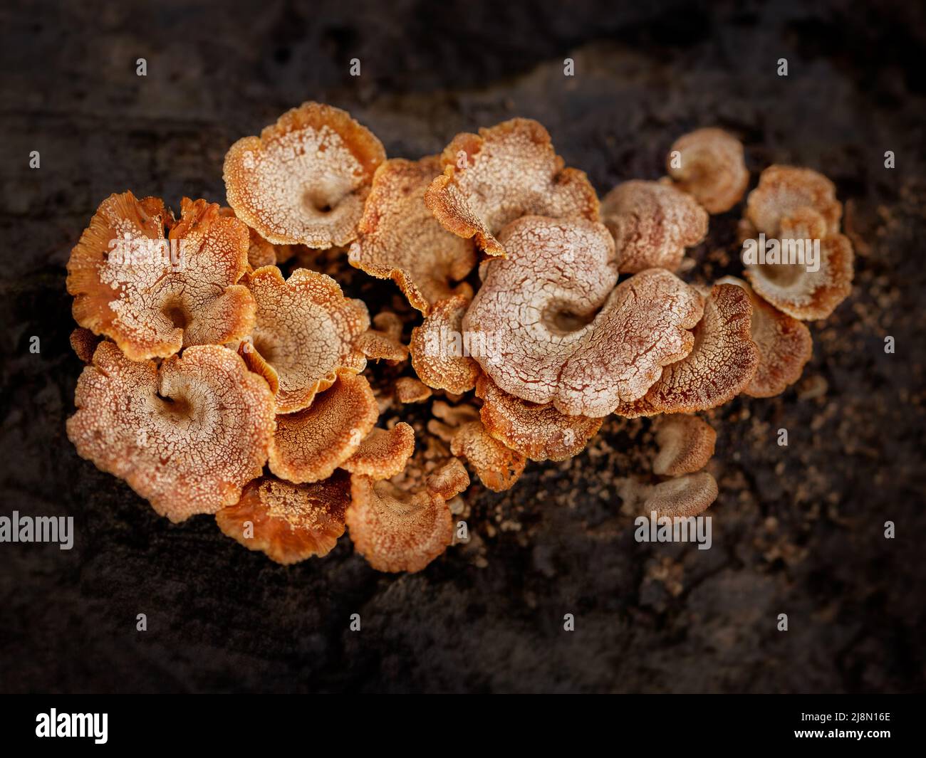 Makro-Bild von Huhn des Waldes Pilz Stockfoto