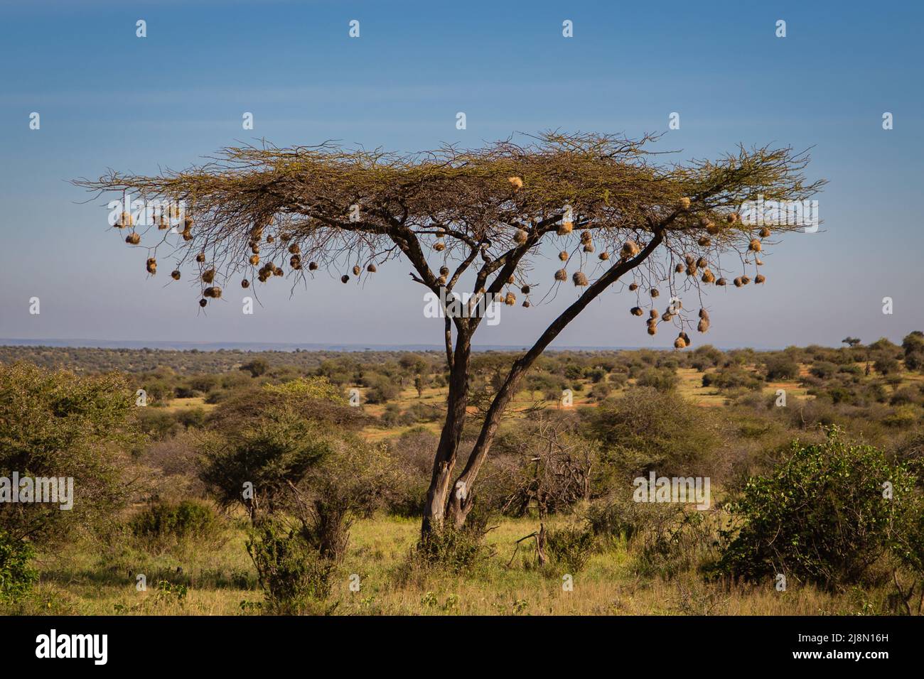 Afrikanischer Baum, der eine Fülle von Vogelnestern trägt Stockfoto
