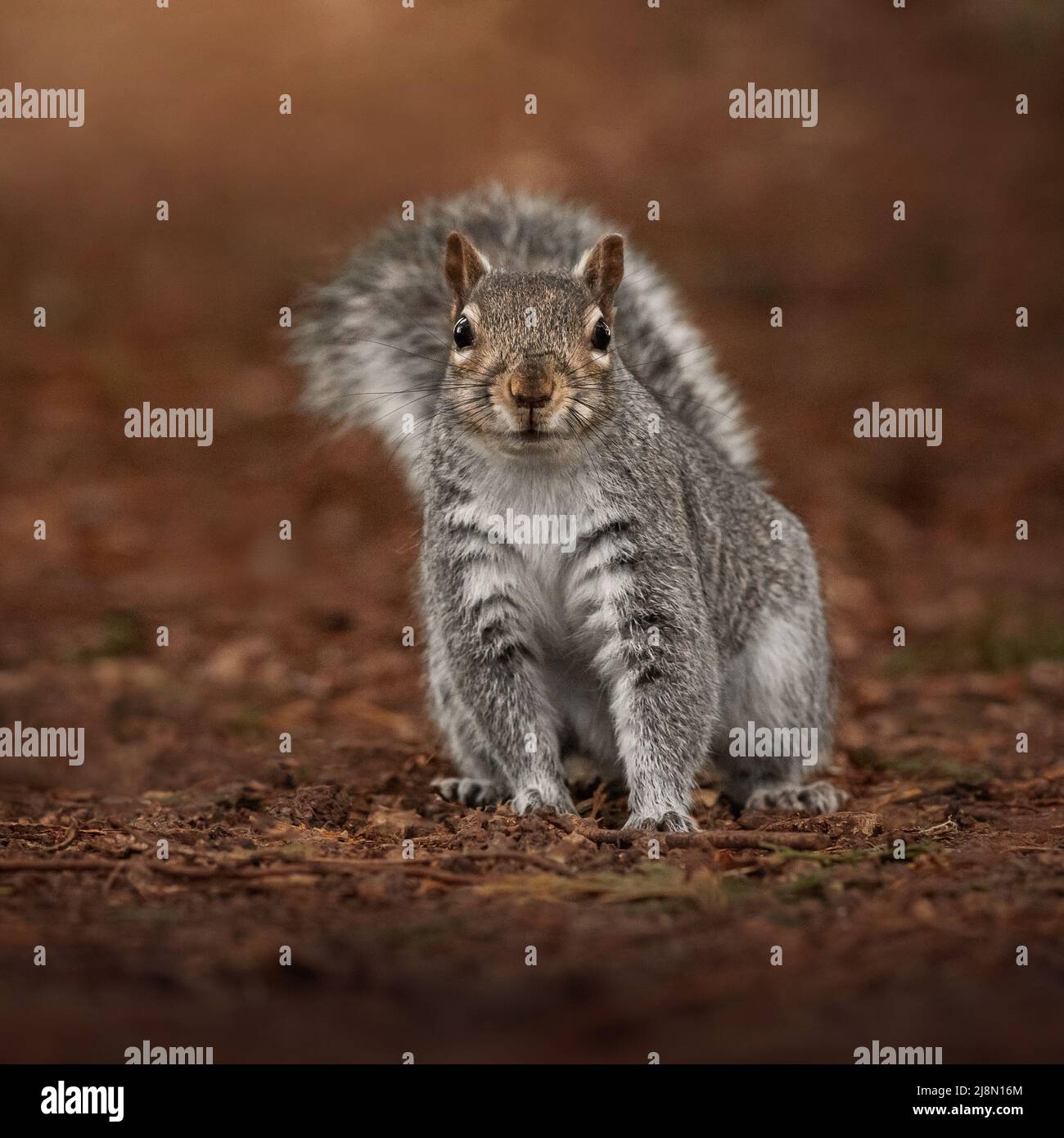 Graues Eichhörnchen, das auf roten Blättern auf die Kamera schaut Stockfoto