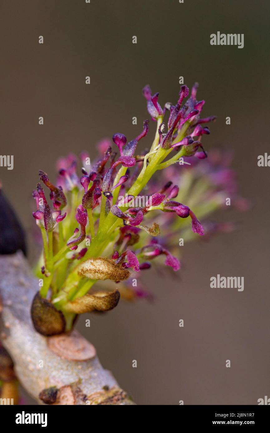 Hermaphrodite-Blüten von Fraxinus excelsior Stockfoto