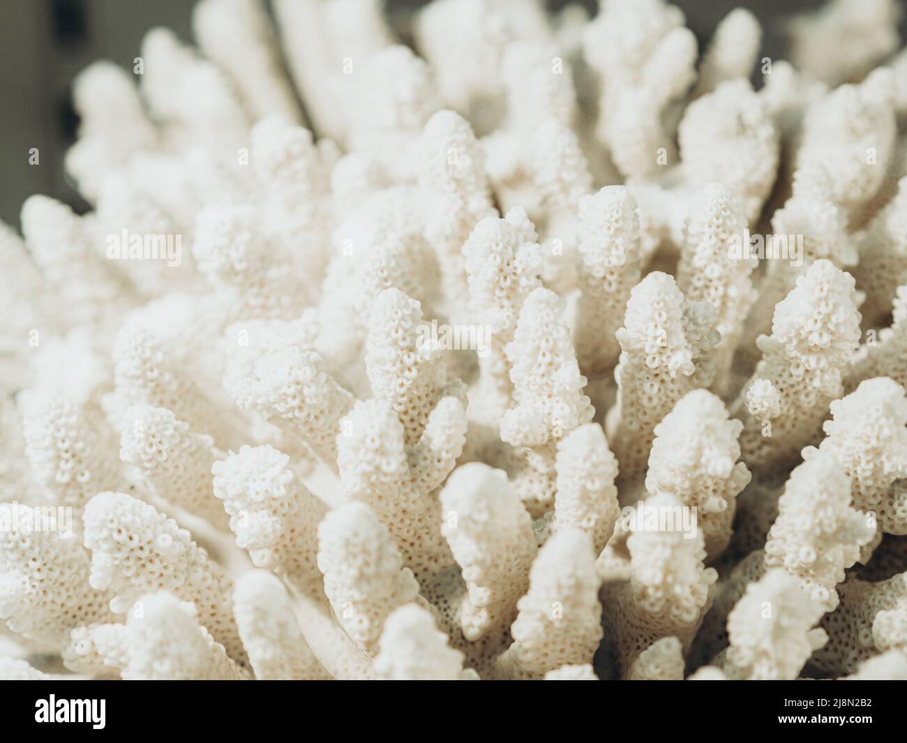 Komplexe Form weißen Meer Korallen Hintergrund. Weiße Korallen aus nächster Nähe Stockfoto
