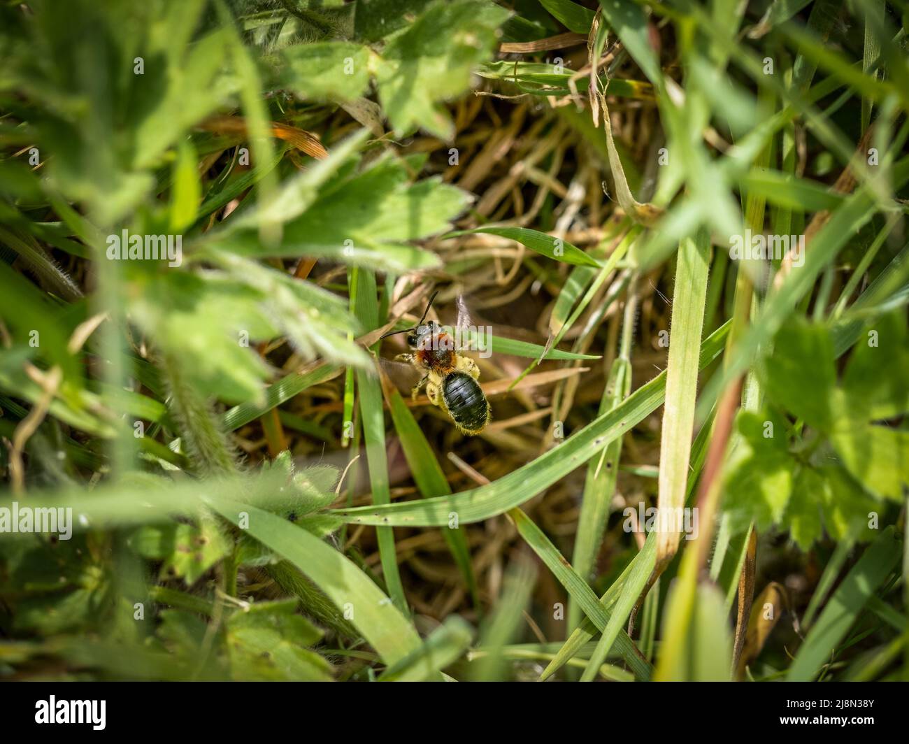 Nahaufnahme des farbenfrohen Weibchen der orangen Biene, Andrena haemorrhoe, die über das Nest fliegt. Stockfoto