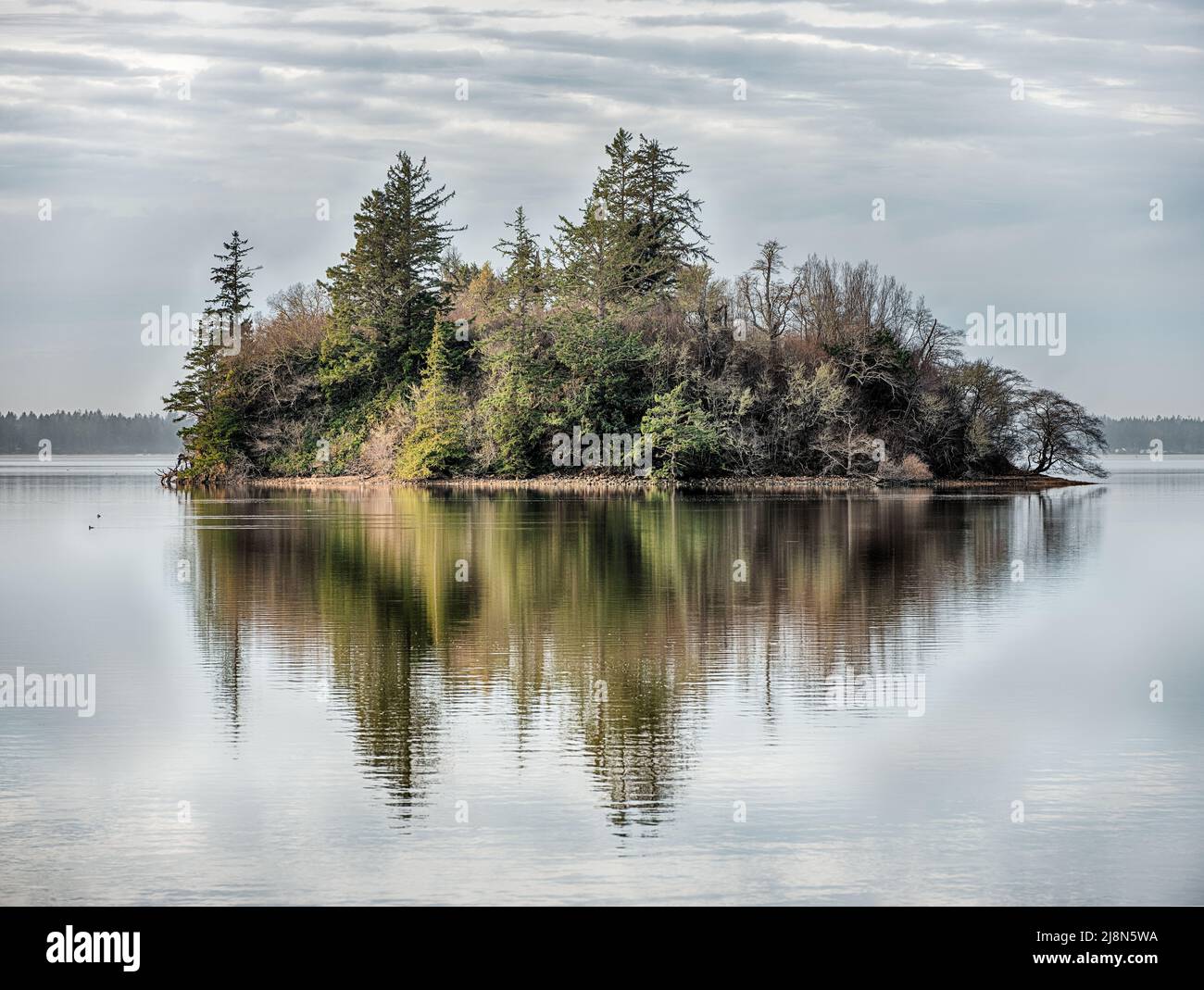 Bäume bedecken eine kleine einsame Insel in der Willapa Bay in der Nähe der Washington Coast. Stockfoto