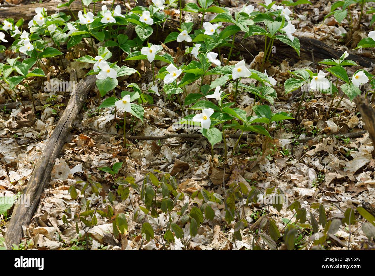 Wild Great White Trillium und Early Meadow Rue auf Waldboden mit toten Blättern im Frühjahr Stockfoto
