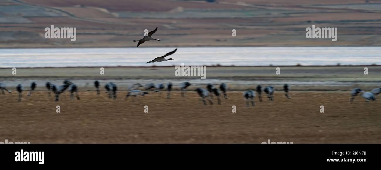 Kraniche fliegen über Kranichscharen in der Nähe des Sees Stockfoto