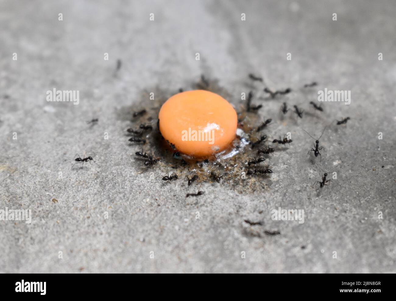 Kleine schwarze Ameisen essen süße Süßigkeiten. Konzept der Teamarbeit. Stockfoto