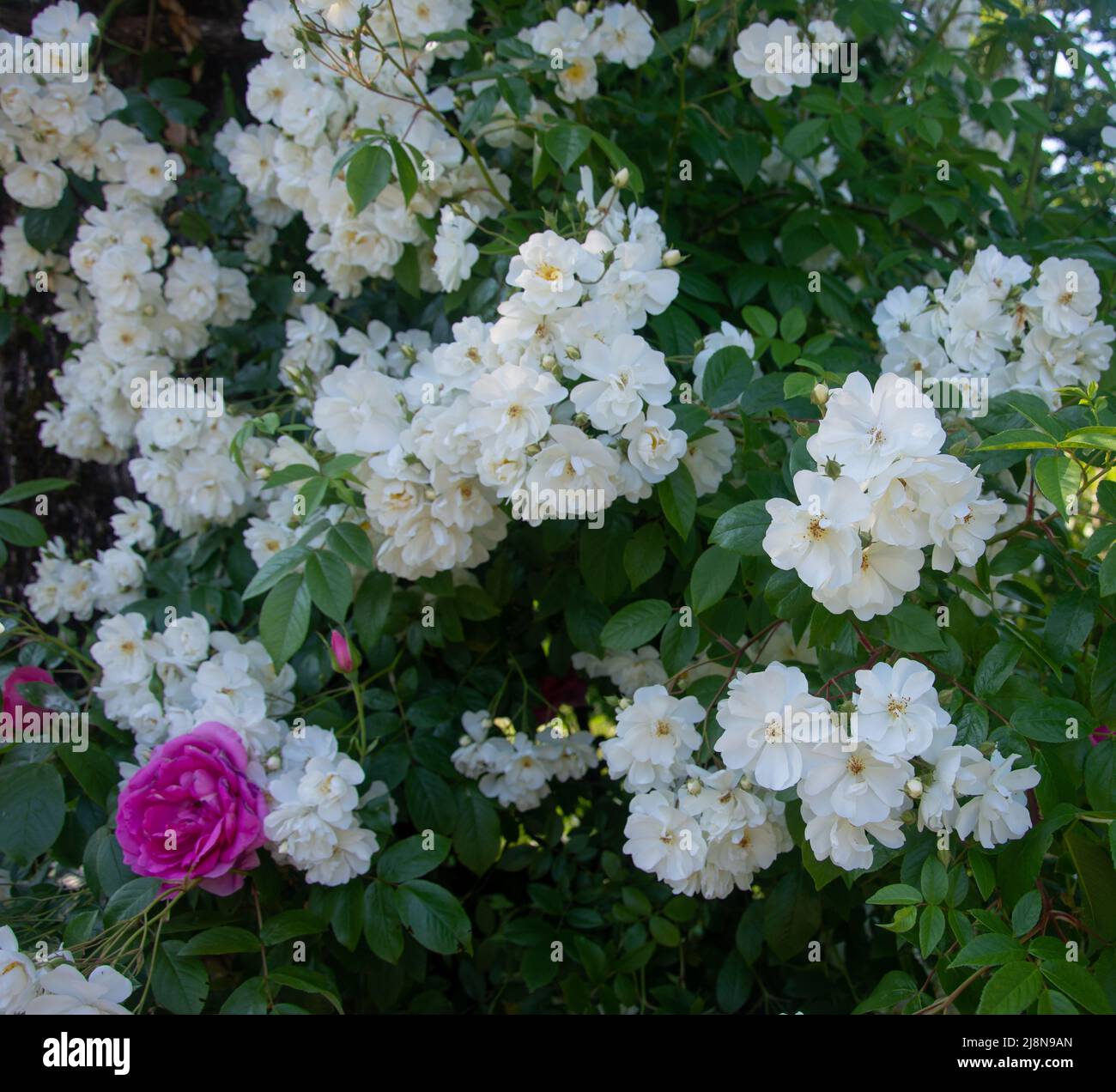 Weiße und eine rosafarbene Rosen, schöne Blumenköpfe am Busch im Garten Stockfoto