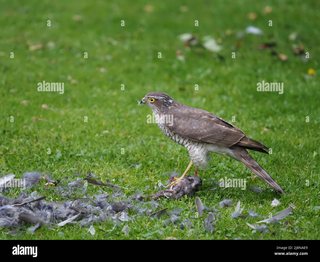 Sparrowhawk auf einem Kill in meinem Garten, wo er die Beute zupfte und viel davon verzehrte, bevor er mit den Überresten abflog. Stockfoto