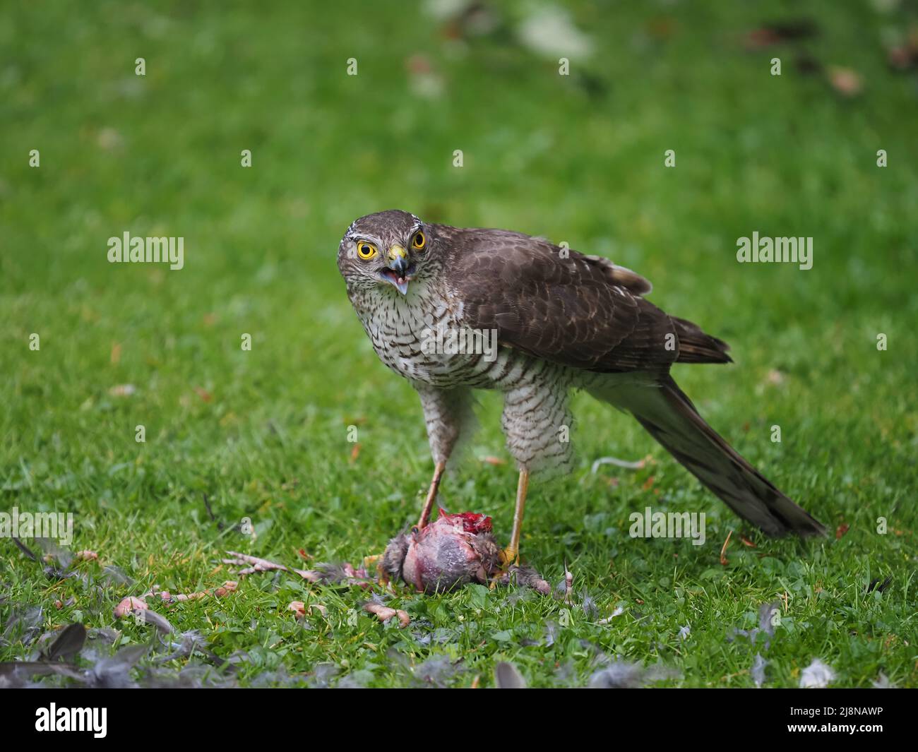 Sparrowhawk auf einem Kill in meinem Garten, wo er die Beute zupfte und viel davon verzehrte, bevor er mit den Überresten abflog. Stockfoto