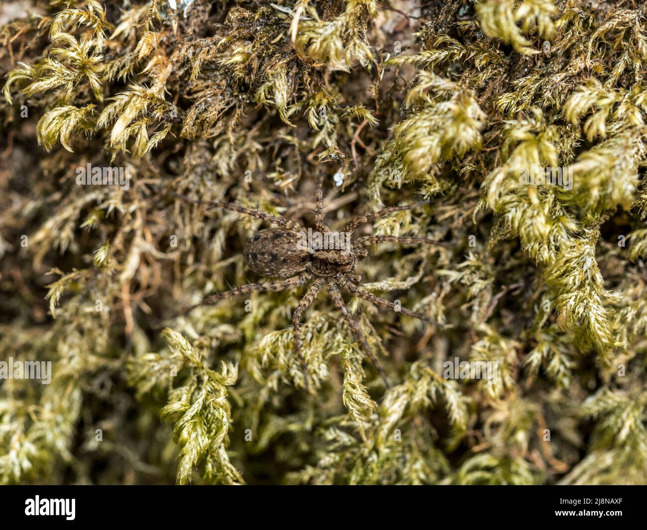 Tarnung der Spinne, Pardosa sp arachnid auf Moos. VEREINIGTES KÖNIGREICH. Stockfoto