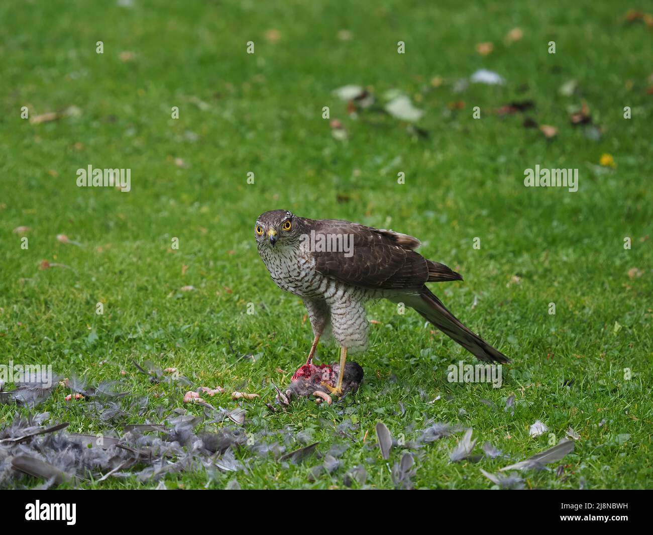 Sparrowhawk auf einem Kill in meinem Garten, wo er die Beute zupfte und viel davon verzehrte, bevor er mit den Überresten abflog. Stockfoto