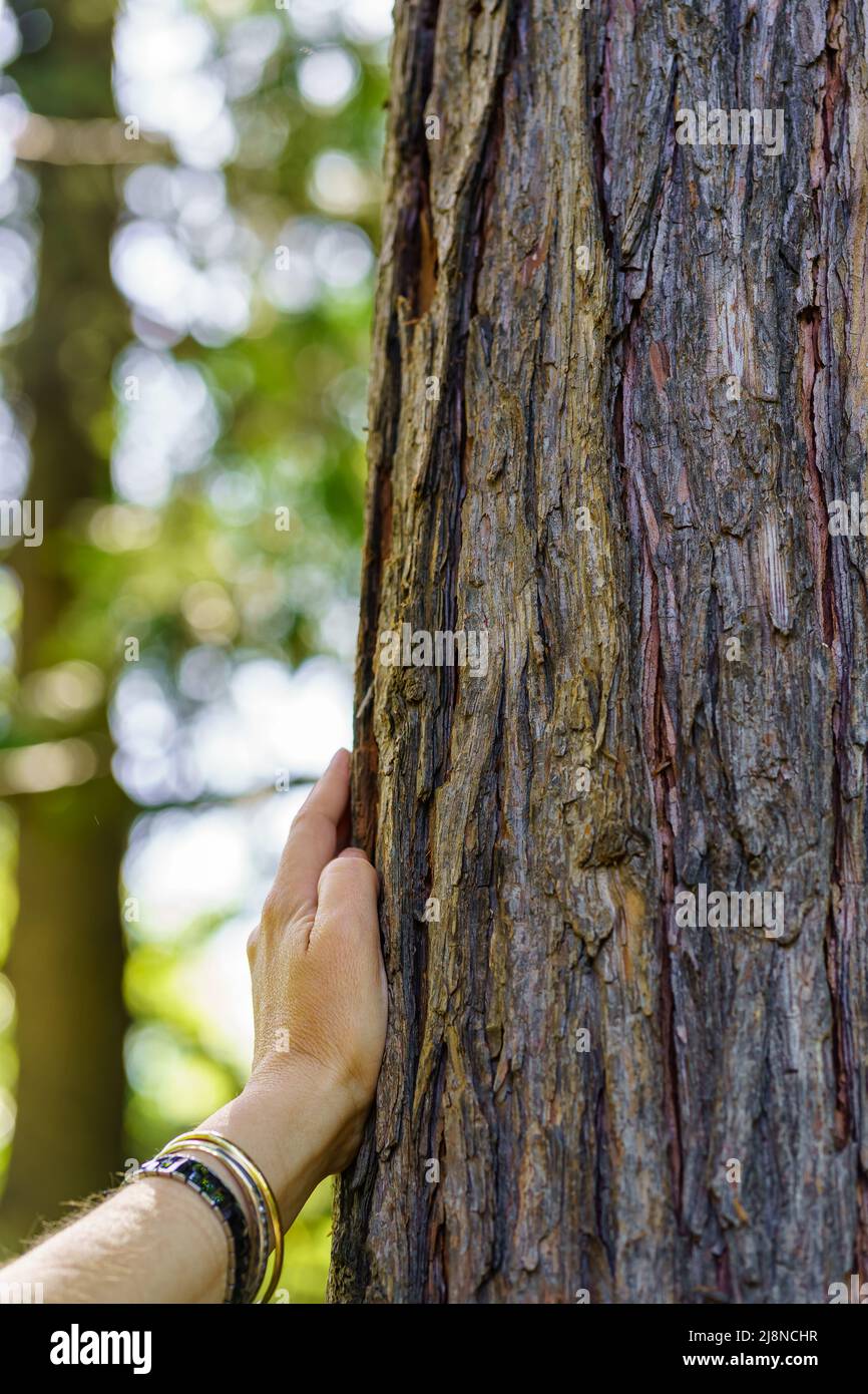 Die Hand einer Frau berührt sanft die Rinde eines alten Baumes. Stockfoto