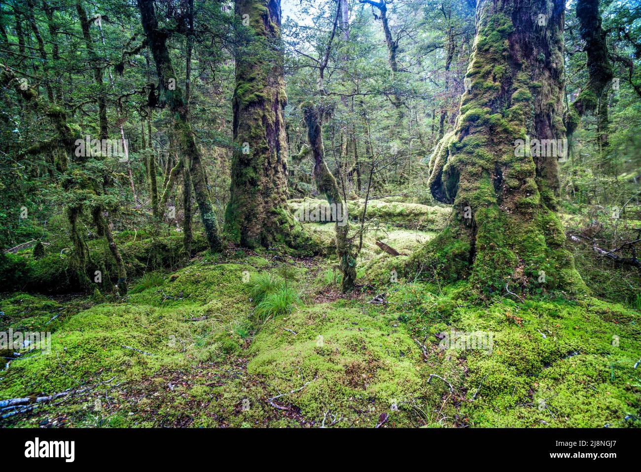 Podocarp Forest in der Nähe von Lake Gunn, Fiordland National Park, Southland, Neuseeland, Credit:ROBIN BUSH / Avalon Stockfoto