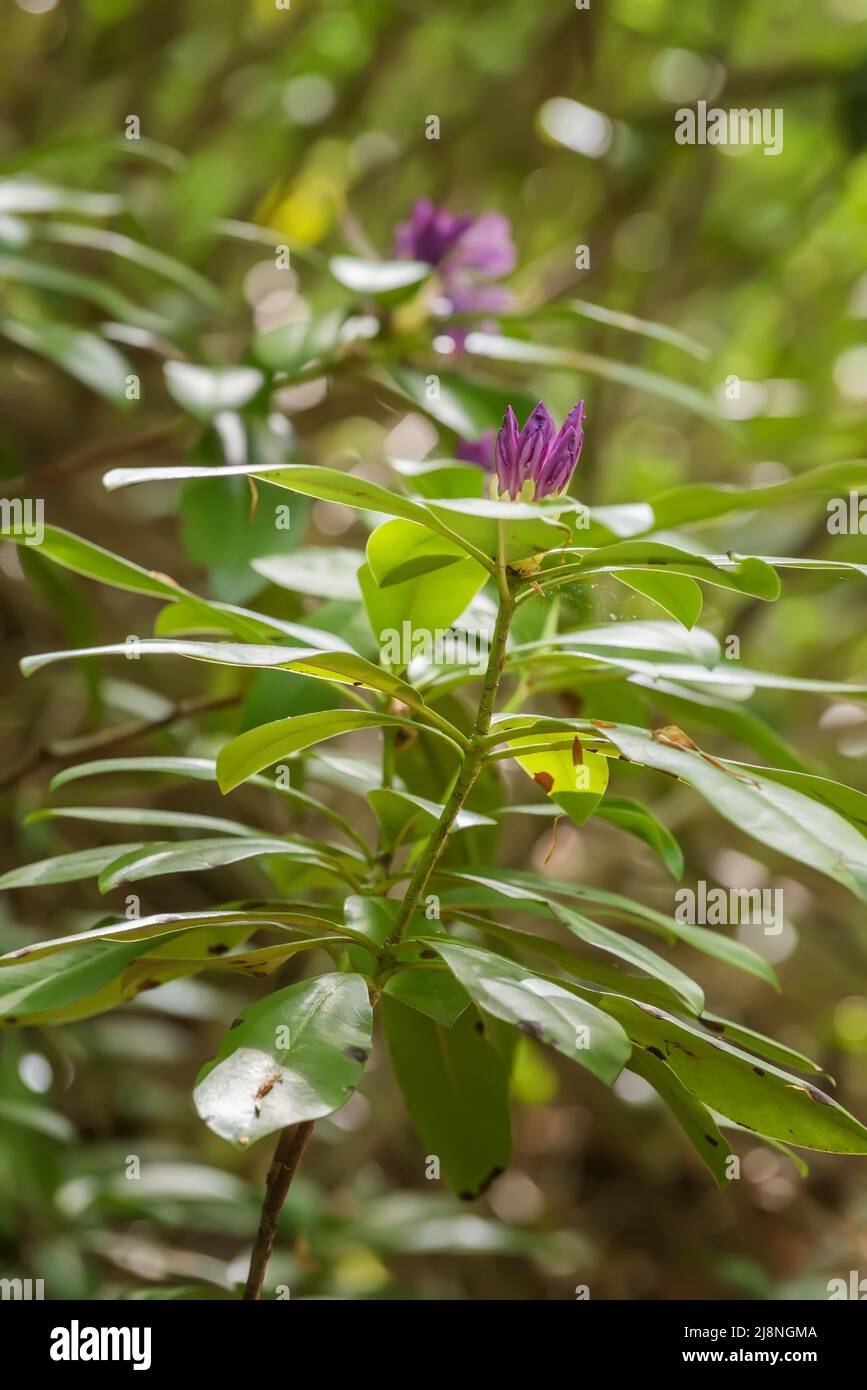 Lila Blüten in wilder Natur. Periwinkle im Naturpark Strandja. Schutzgebiete und Naturschutzgebiete in der Nähe des Schwarzen Meeres und Tal des Flusses Veleka. Stockfoto