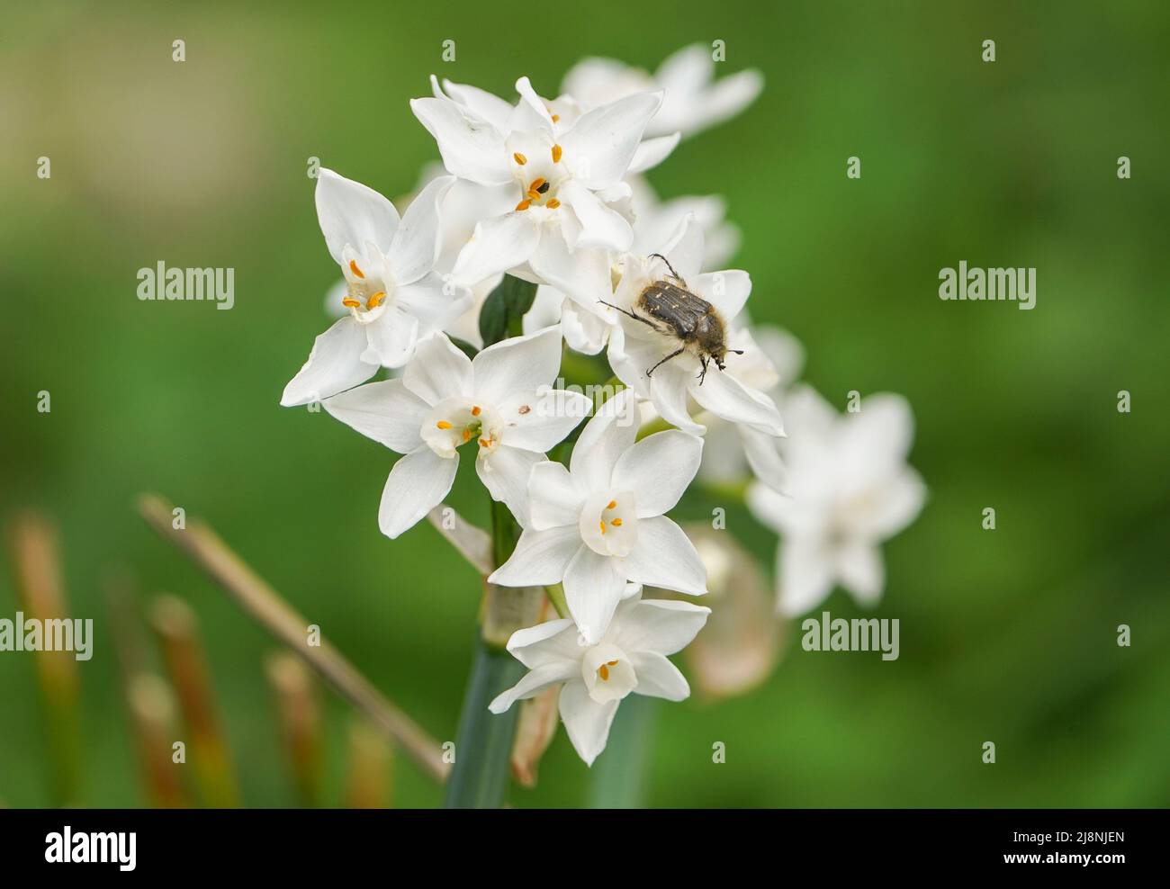 Papier weiss, Narzisse, paperwhite, Narzissen papyraceus, die im andalusischen Berge wachsen, Spanien Stockfoto