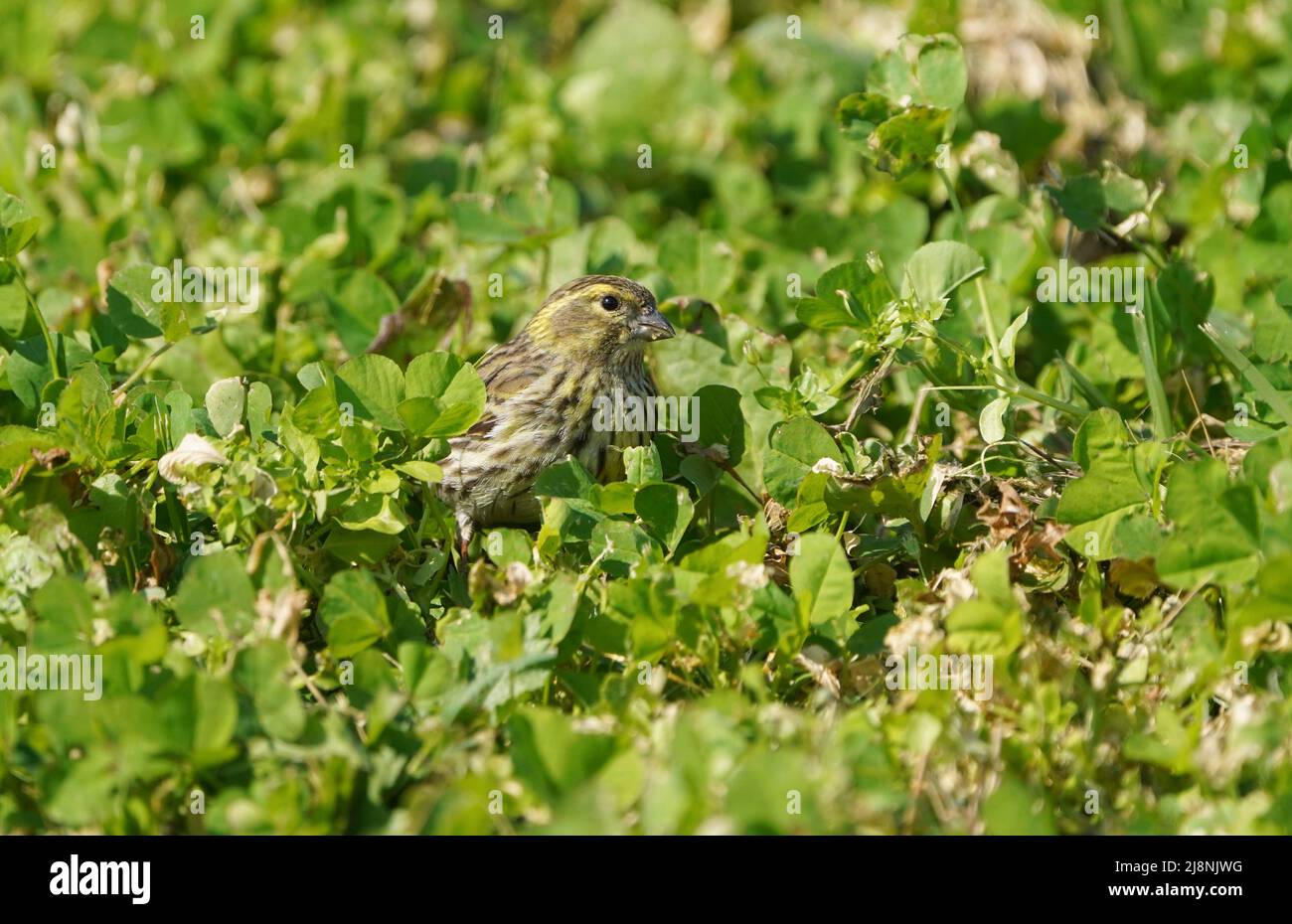 Europäische Serin, Serinus serinus, auf einem Grasfeld auf Nahrungssuche. Spanien. Stockfoto