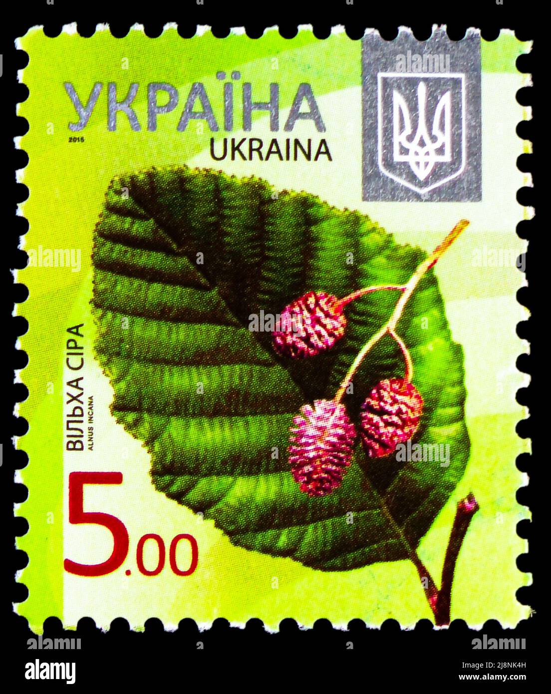 MOSKAU, RUSSLAND - 14. MAI 2022: In der Ukraine gedruckte Briefmarke zeigt Alder (Alnus incana), 8. Definitive Ausgabe - Trees Serie, um 2014 Stockfoto