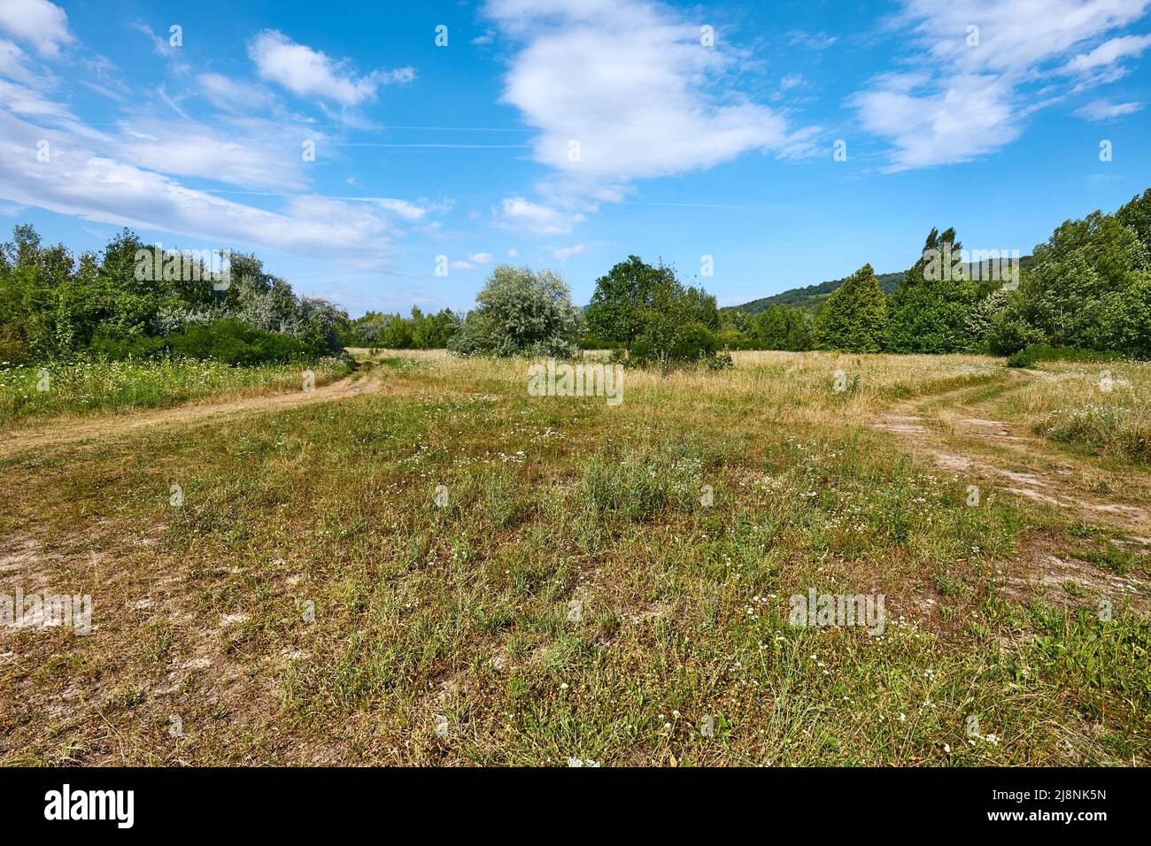 Wiese im Sommer mit Pflanzen Stockfoto