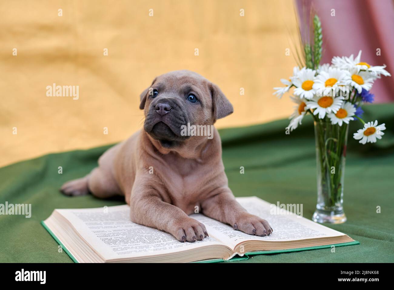 Niedlicher thai ridgeback Welpe liegt auf einem Buch und schaut nach oben Stockfoto