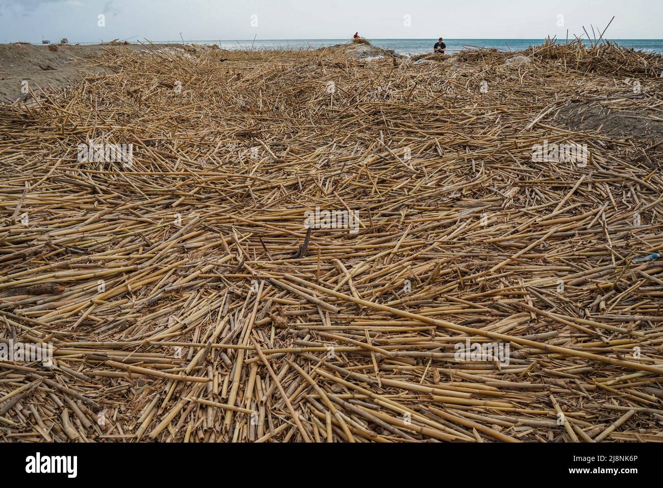 Trümmer, Stöcke, riesige Schilfstöcke, nach Unwetter zurückgelassen, bedecken den Strand an der Flussmündung Gudalhorce, Malaga, Spanien. Stockfoto