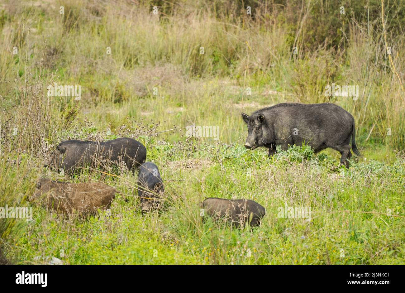 Wildschweinhybriden, Schwein-Hybriden, die in der Nähe einer Urbanisation in Spanien herumwandern. Stockfoto