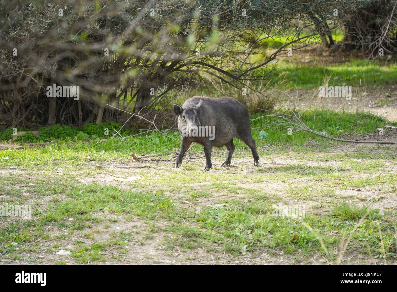 Wildschweinhybriden, Schwein-Hybriden, die in der Nähe einer Urbanisation in Spanien herumwandern. Stockfoto