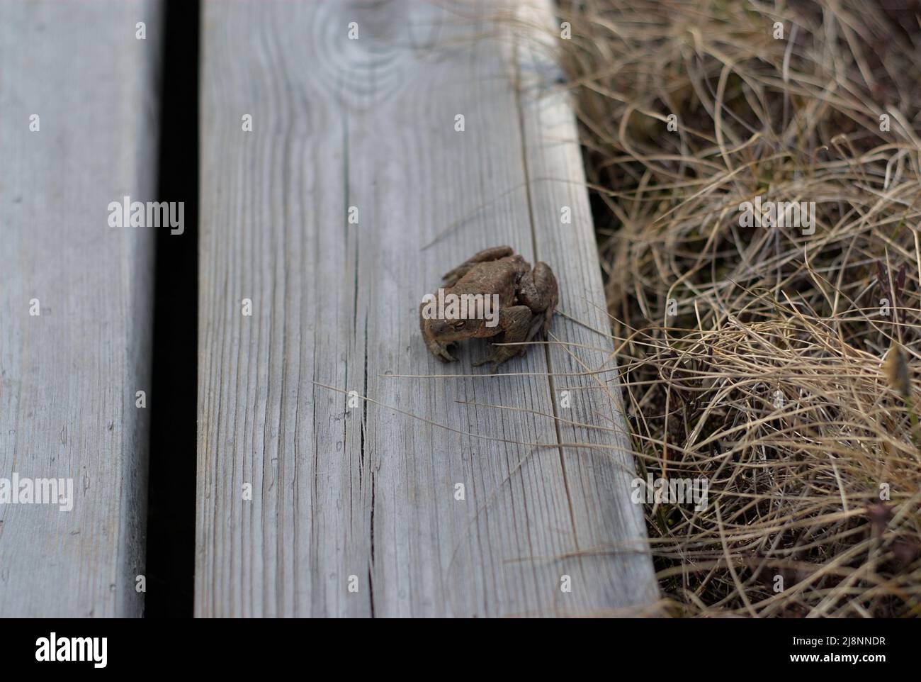 Ein Frosch, der auf einem kleinen Pfad chillig wird Stockfoto