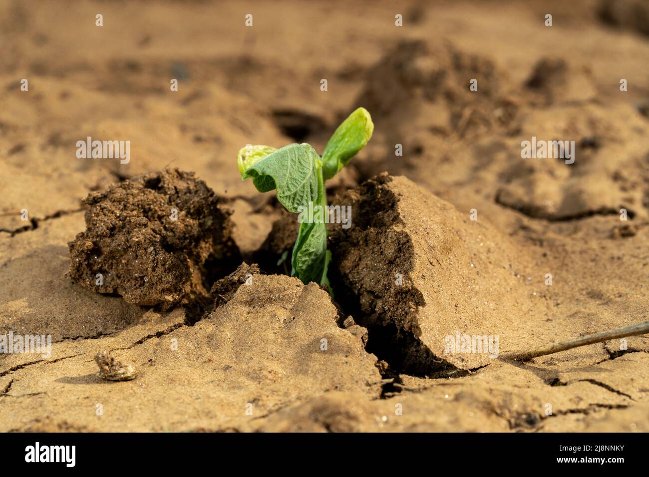 Sprossen, die aus geknackter, trockener Erde wachsen, als Symbol der Stärke von Natur und Ökologie. Konzept der Hoffnung und des neuen Lebens. Stockfoto