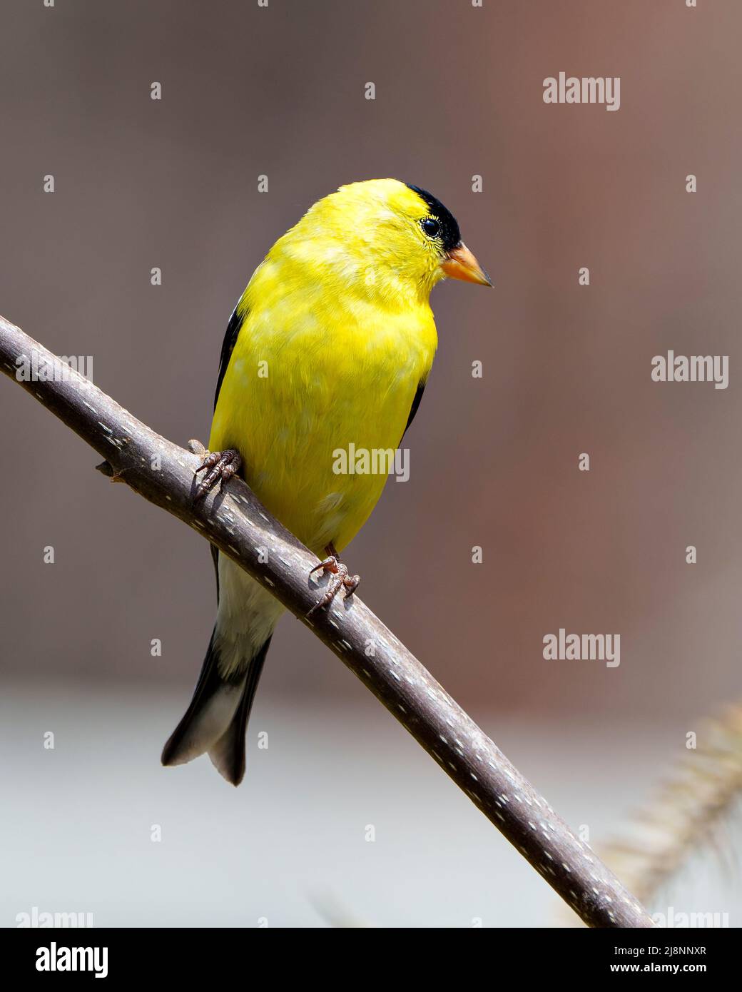 American Goldfinch Nahaufnahme Profil Ansicht, thront auf einem Zweig mit einem weichen unscharfen Hintergrund in seiner Umgebung und Lebensraum Umgebung. Finch-Bild. Stockfoto