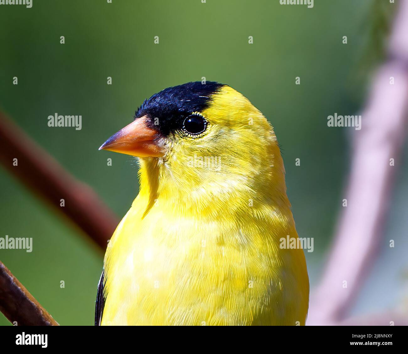 American Goldfinch Kopf Nahaufnahme mit einem weichen verschwommenen grünen Hintergrund in seiner Umgebung und Lebensraum Umgebung und zeigt seine gelbe Feder. Stockfoto