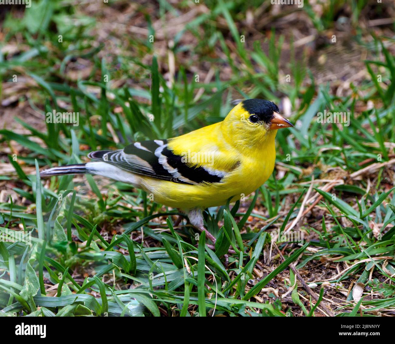 American Goldfinch Nahaufnahme, die auf dem Boden mit grünem Gras Hintergrund in seiner Umgebung und Lebensraum Nahrungssuche und zeigt sein gelbes Gefieder. Stockfoto