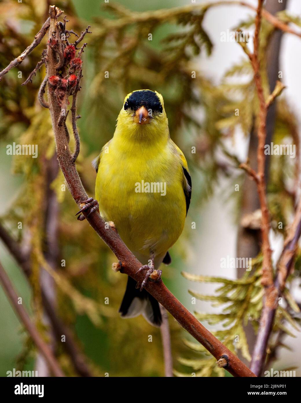 American Goldfinch Nahaufnahme von vorne, auf einem Zweig mit einem Nadelgehölze Hintergrund in seiner Umgebung und Lebensraum thront. Vorderansicht. Suchen. Stockfoto